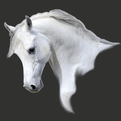 Motiv Kůň bílý 01 - 1