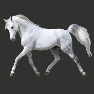 Motiv Kůň bílý 02 - 1