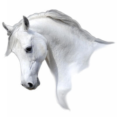 Motiv Kůň bílý 01 - 2