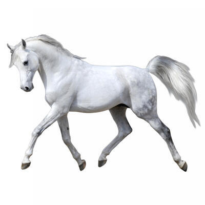 Motiv Kůň bílý 02 - 2